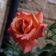 9th Aug 2020 - An old fashioned, but super beautiful, rose