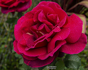 8th Aug 2020 - second huge rose