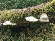 10th Aug 2020 - New bracket fungi