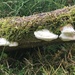 New bracket fungi by 365anne
