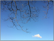 8th Aug 2020 - Winter Tree and Cloud