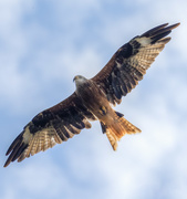 10th Aug 2020 - Red Kite