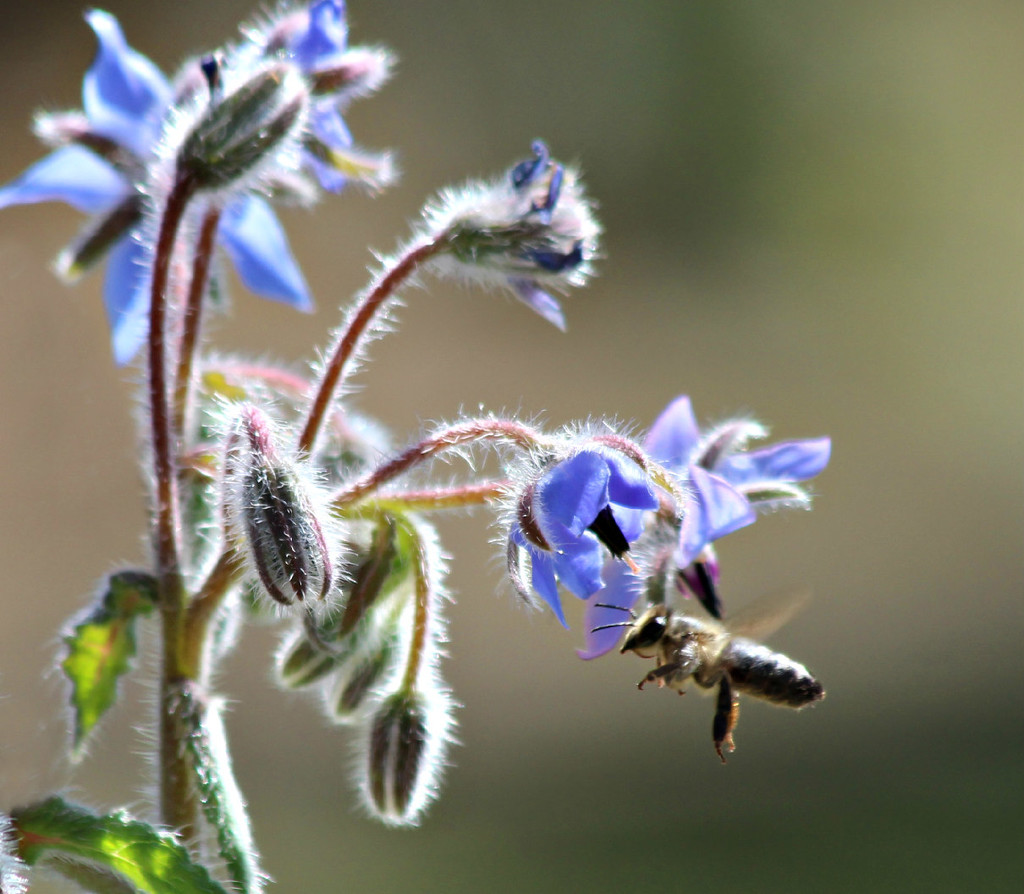 Bee In The Borage. by wendyfrost