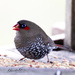 Red eared firetail by glendamg