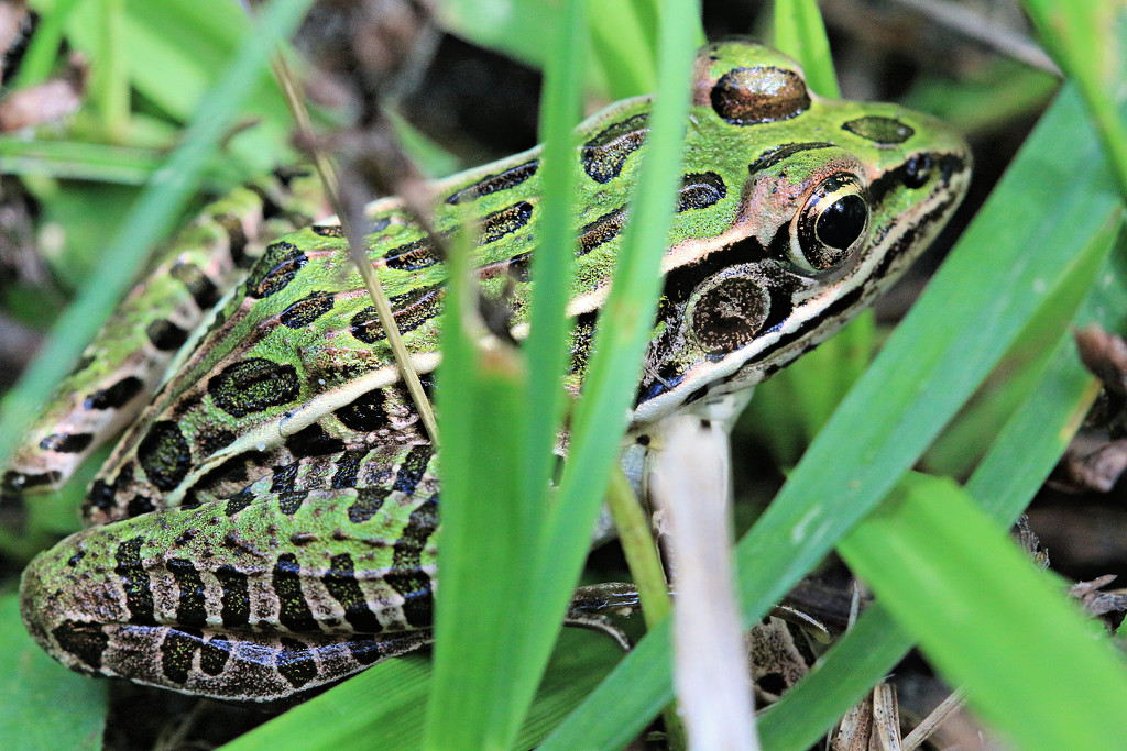 Little Leopard (Frog) in the Grass by juliedduncan