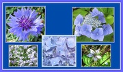 10th Aug 2020 - Blue Flower Collage.