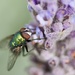 A Fluky Fly On A Flower DSC_2817 by merrelyn