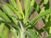10th Aug 2020 - Horseweed Series Shot #1.