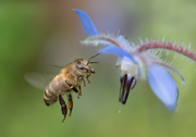 9th Aug 2020 - Bee happy