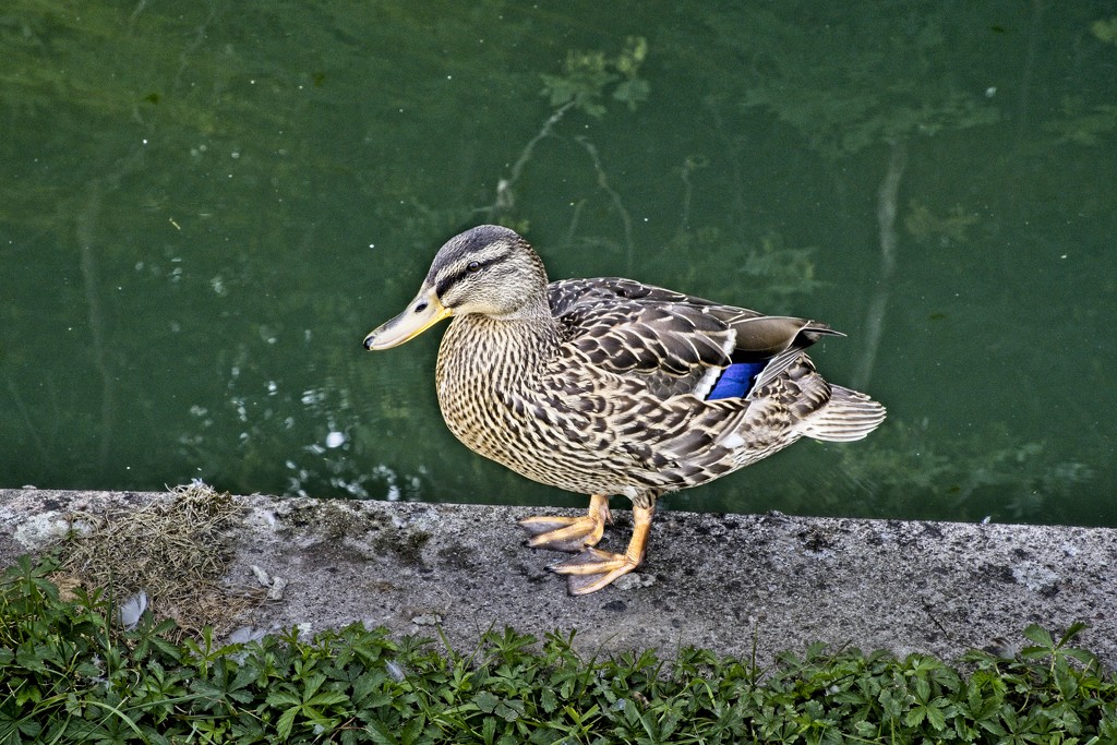 Mallard Duck by billyboy