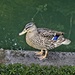 Mallard Duck by billyboy