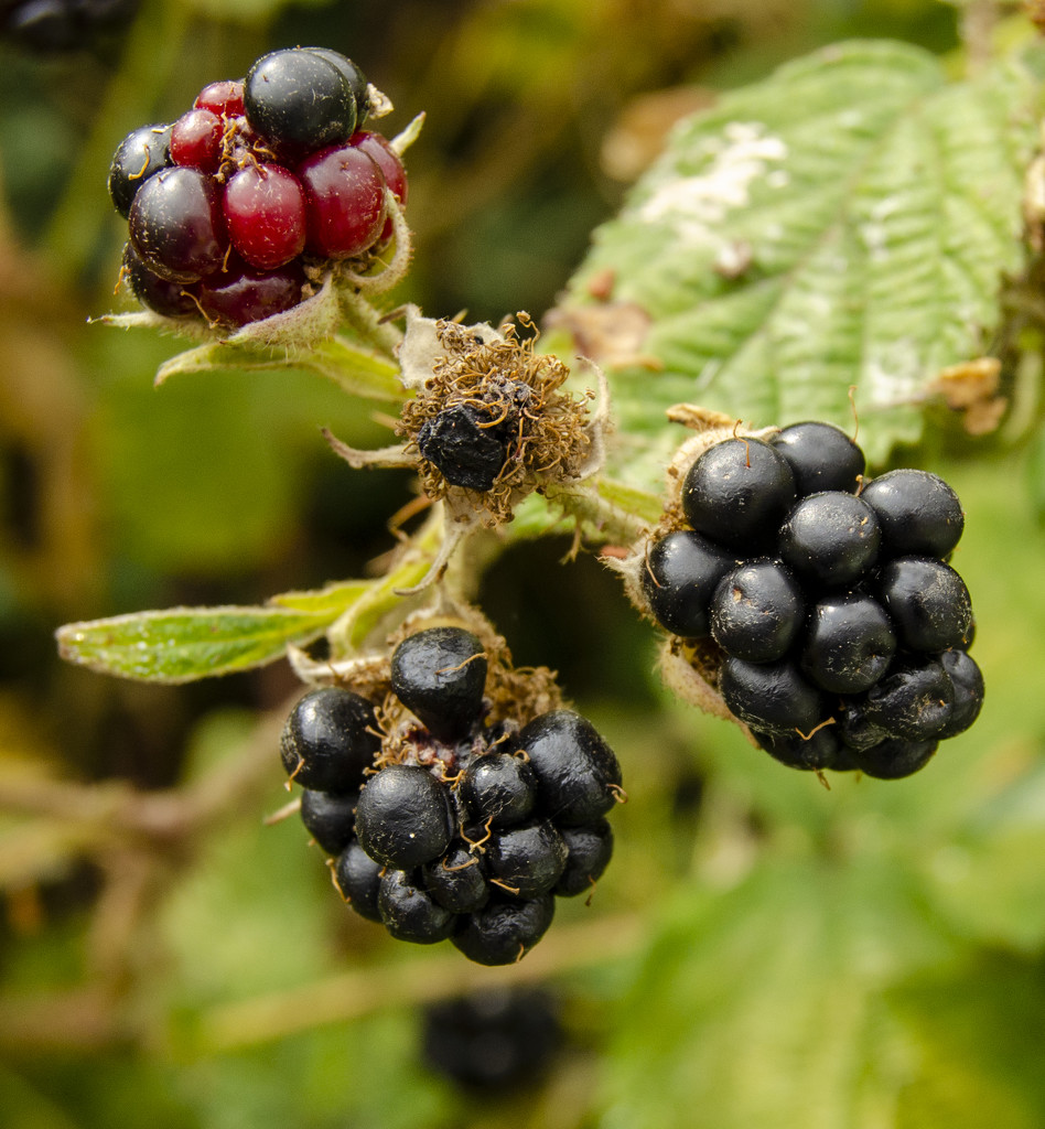 Blackberries by clivee