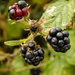 Blackberries by clivee