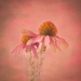 cone flowers by jernst1779