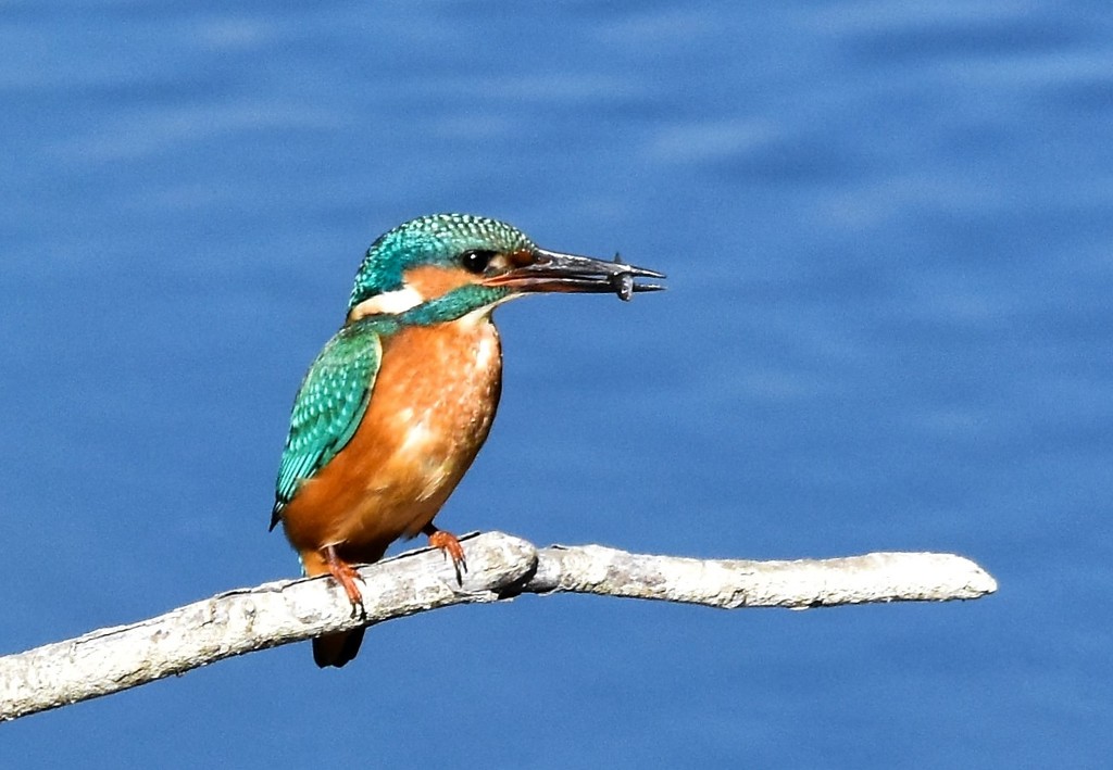 The first kingfisher photo I ever took  by rosiekind