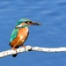 The first kingfisher photo I ever took  by rosiekind