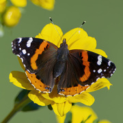 10th Aug 2020 - It's a Red Admiral Butterfly
