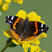 It's a Red Admiral Butterfly by photographycrazy