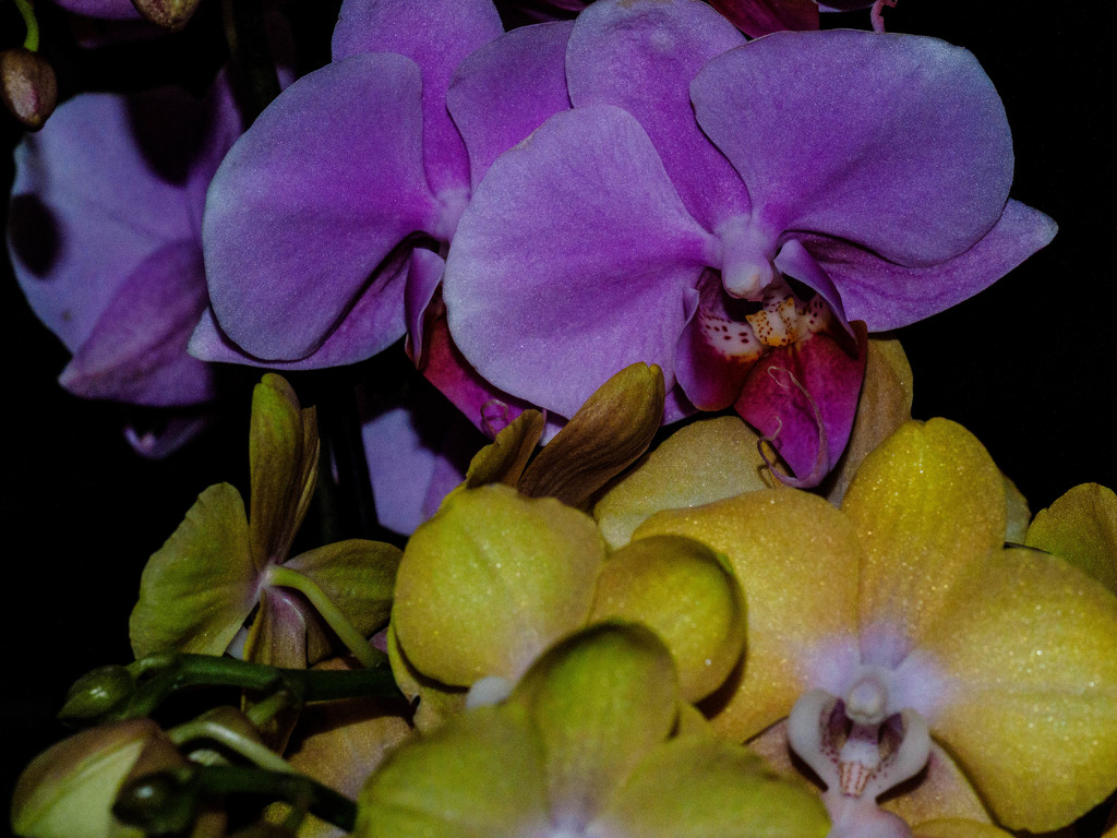 Orchids  by tosee