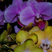 Orchids  by tosee