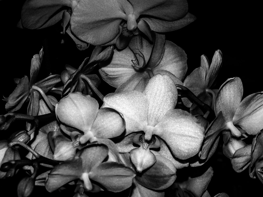 Orchids b & w by tosee