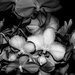 Orchids b & w by tosee