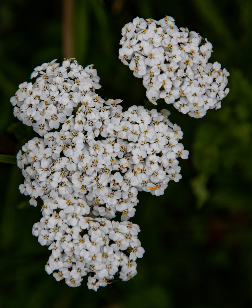 Yarrow by lifeat60degrees