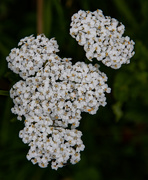 10th Aug 2020 - Yarrow