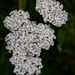 Yarrow by lifeat60degrees