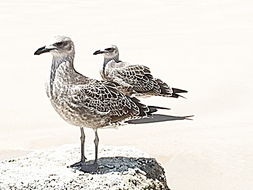 Sea gulls by lmsa
