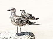 10th Aug 2020 - Sea gulls