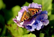 9th Aug 2020 - Fluttering Butterfly 
