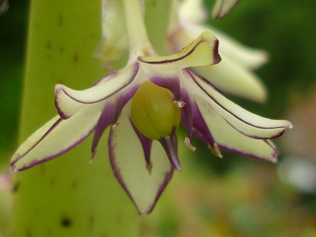 Eucomis Flower  by countrylassie