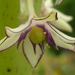 Eucomis Flower  by countrylassie