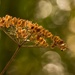 Seed head in the sun  by rjb71