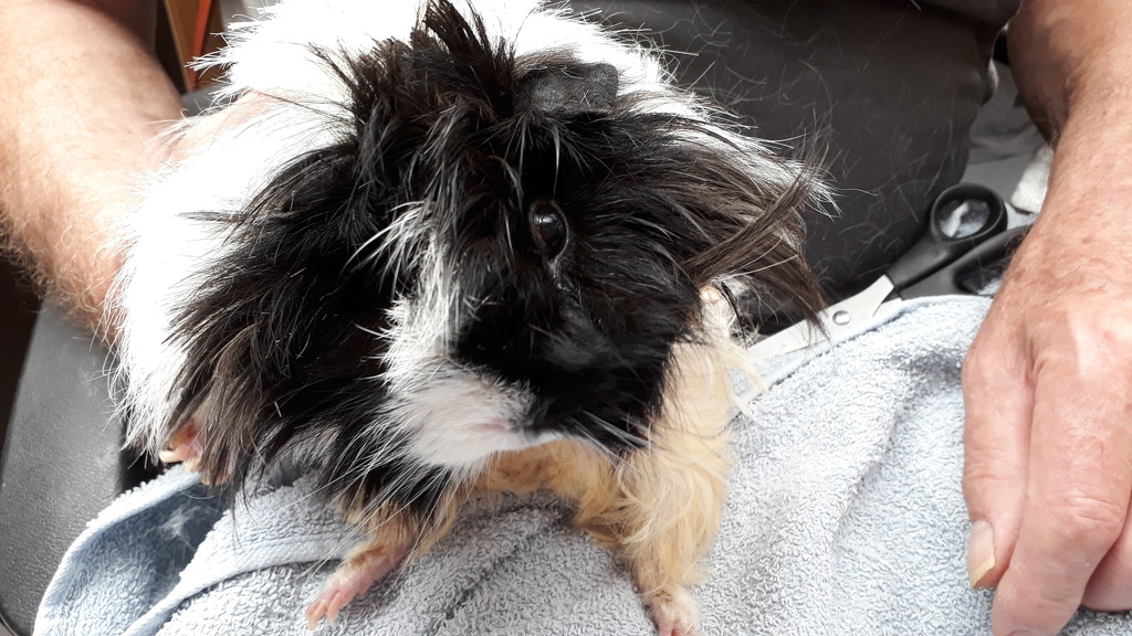 Punk guinea pig by speedwell