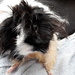 Punk guinea pig by speedwell