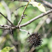 Seed pods  by sugarmuser