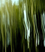 10th Aug 2020 - Tree abstract 1