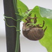 Cicada shell by margonaut