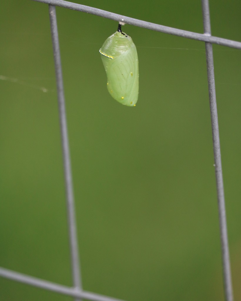 August 10: Monarch Chrysalis by daisymiller