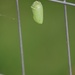 August 10: Monarch Chrysalis by daisymiller