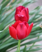 23rd Apr 2020 - April 23: Tulips