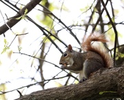 24th Apr 2020 - April 24: Squirrel