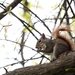 April 24: Squirrel by daisymiller