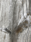 11th Aug 2020 - Abstract wood