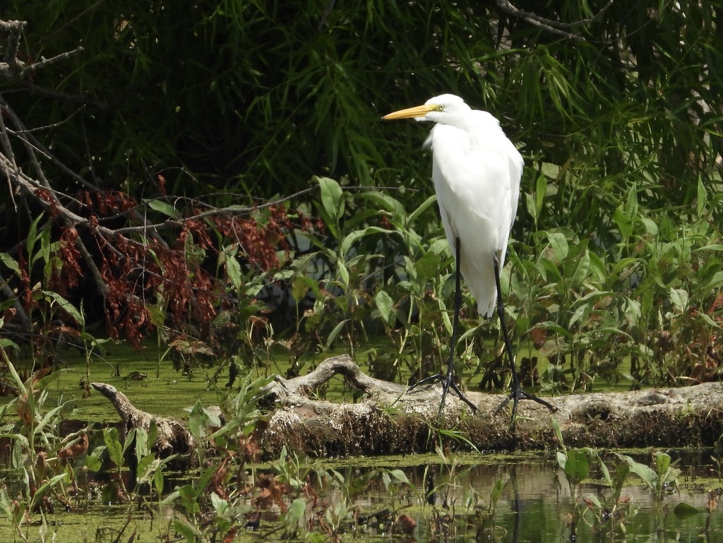 Egret on a log by amyk