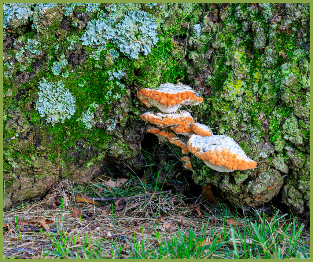 Tree Fungi by hjbenson