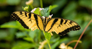 10th Aug 2020 - Half of an Eastern Tiger Swallowtail Butterfly!