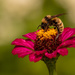 Bee on the Flower! by rickster549